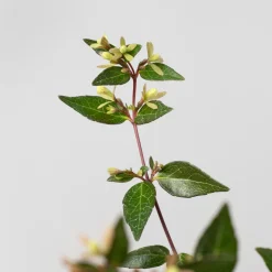 Abelia grandiflora