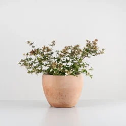 Abelia grandiflora