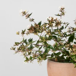Abelia grandiflora