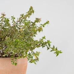 Abelia × grandiflora 'Lucky Lots'