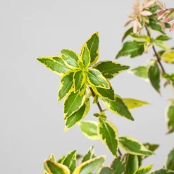 Abelia × grandiflora 'Lucky Lots'