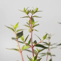 Abelia × grandiflora 'Prostrata'