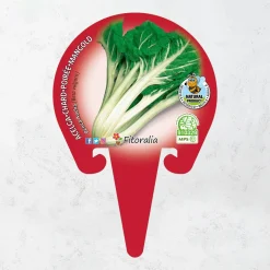Acelga Verde - Planta de huerto