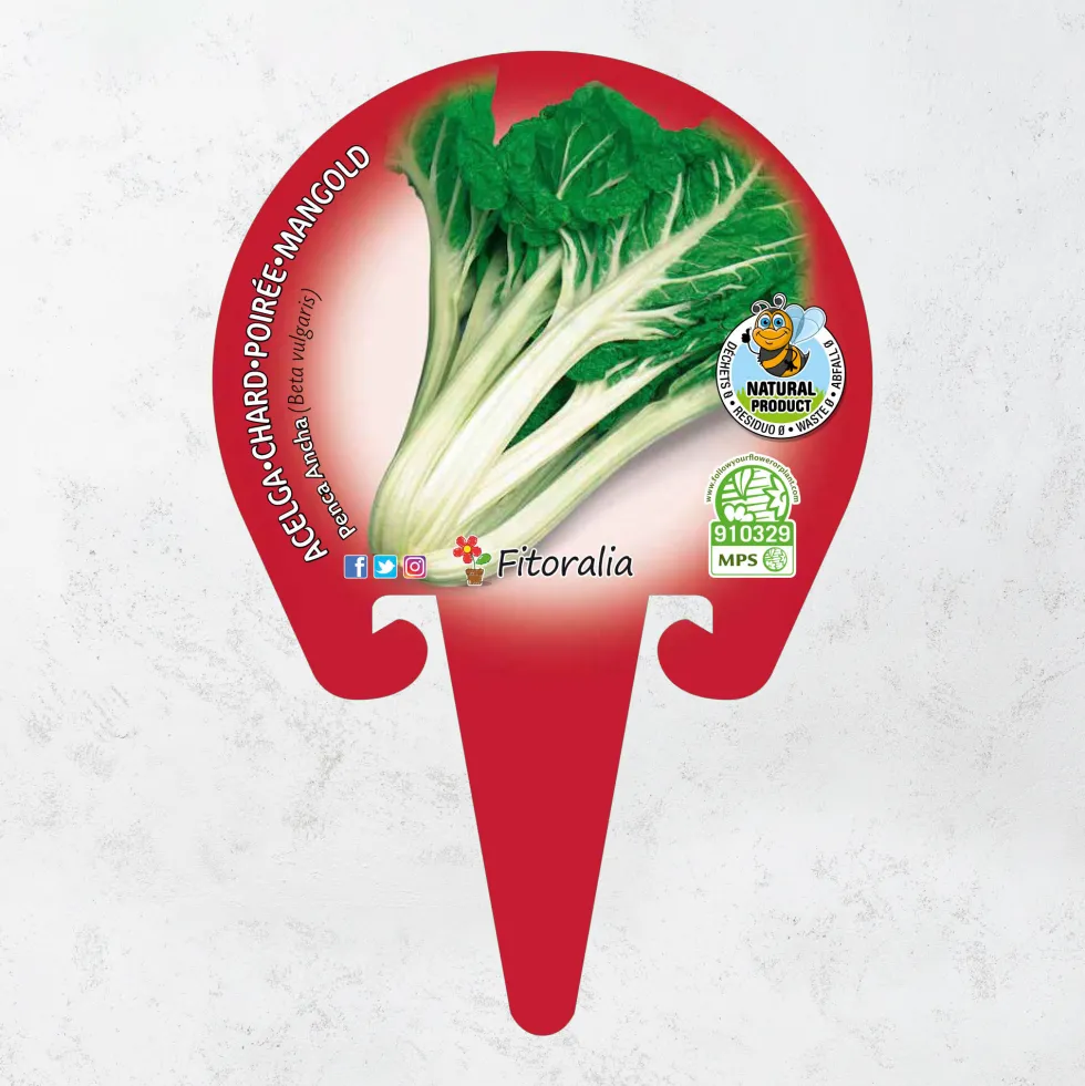 Acelga Verde - Planta de huerto