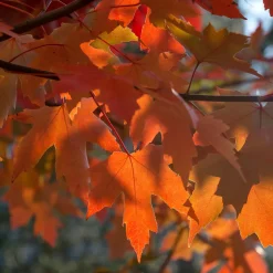 Acer × freemanii 'Autumn Blaze'
