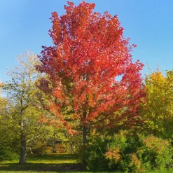 Acer × freemanii 'Autumn Blaze'