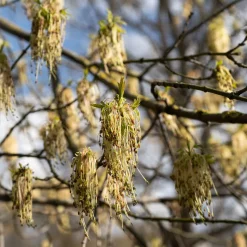 Acer negundo