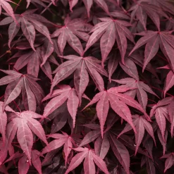 Acer palmatum 'Atropurpureum' (Arce Japonés Rojo)