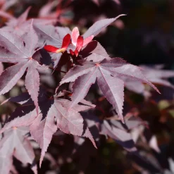 Acer palmatum 'Bloodgood'