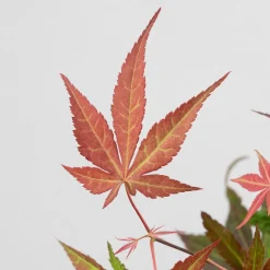 Acer palmatum cv.