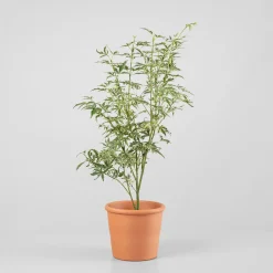 Acer palmatum cv.