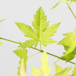 Acer palmatum cv.