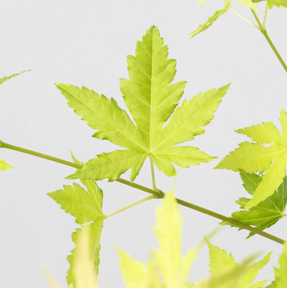 Acer palmatum cv.