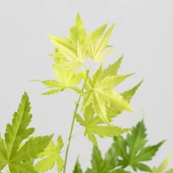 Acer palmatum cv.