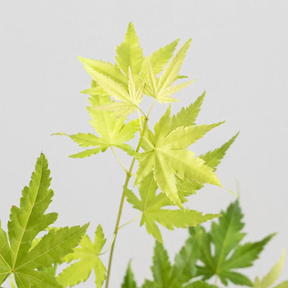 Acer palmatum cv.