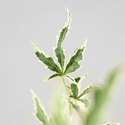 Acer palmatum cv.