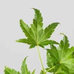 Acer palmatum cv.