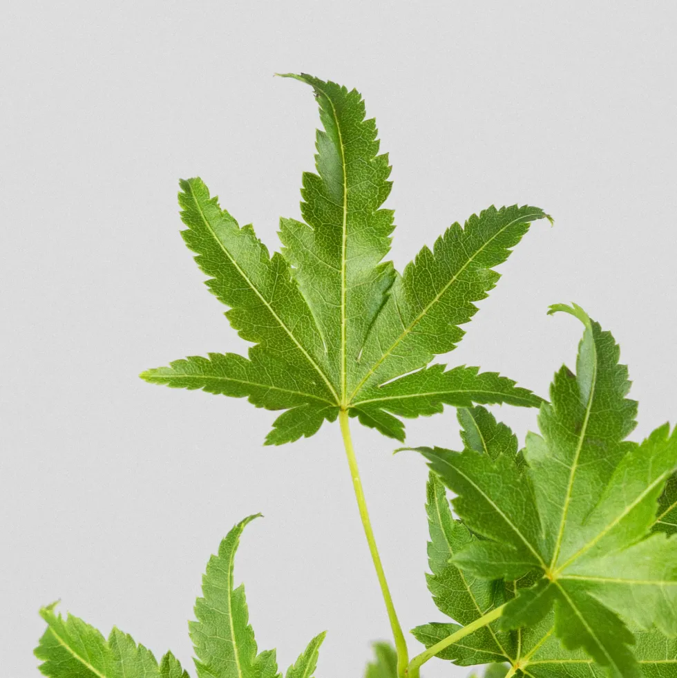 Acer palmatum cv.