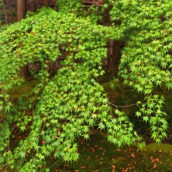 Acer palmatum 'Sango Kaku'