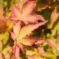 Acer palmatum 'Sango Kaku'