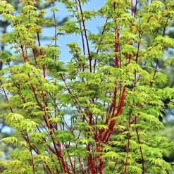 Acer palmatum 'Sango Kaku'