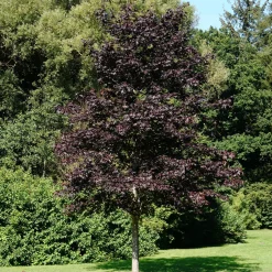 Acer platanoides 'Crimson Sentry' (Arce Noruego 'Crimson Sentry')