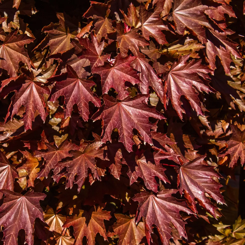 Acer platanoides 'Crimson Sentry' (Arce Noruego 'Crimson Sentry')