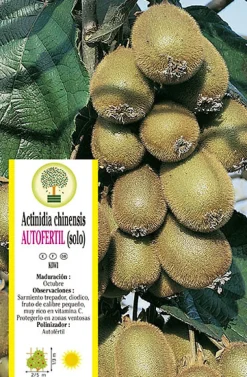 Actinidia chinensis (Kiwi autofértil)