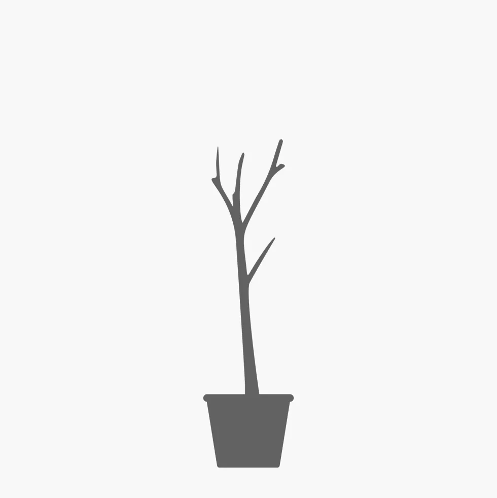 Aesculus hippocastanum (Castaño de las indias)
