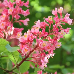 Aesculus x carnea 'Briotii' (Castaño de las indias rojo)