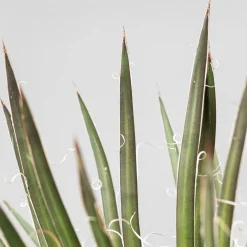 Agave geminiflora