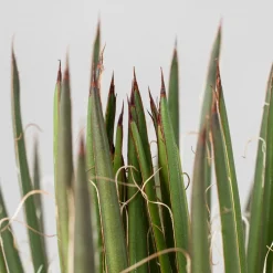 Agave geminiflora