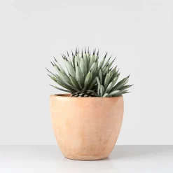 Agave macroacantha