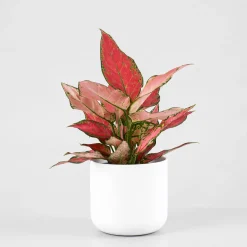 Aglaonema 'Cherry Baby'