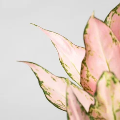 Aglaonema 'Cherry Baby'