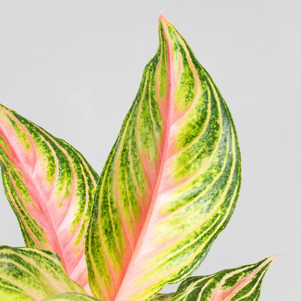 Aglaonema 'Cherry Baby'