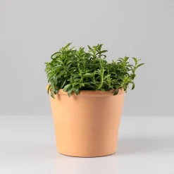 Ajedrea (Satureja Hortensis) - Planta aromática