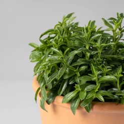 Ajedrea (Satureja Hortensis) - Planta aromática