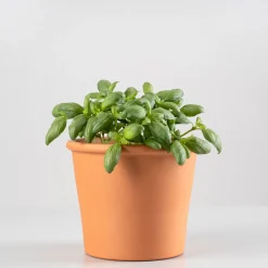Albahaca hoja grande - Planta aromática