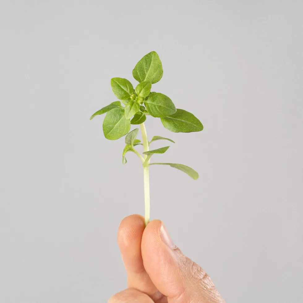 Albahaca hoja pequeña - Planta aromática