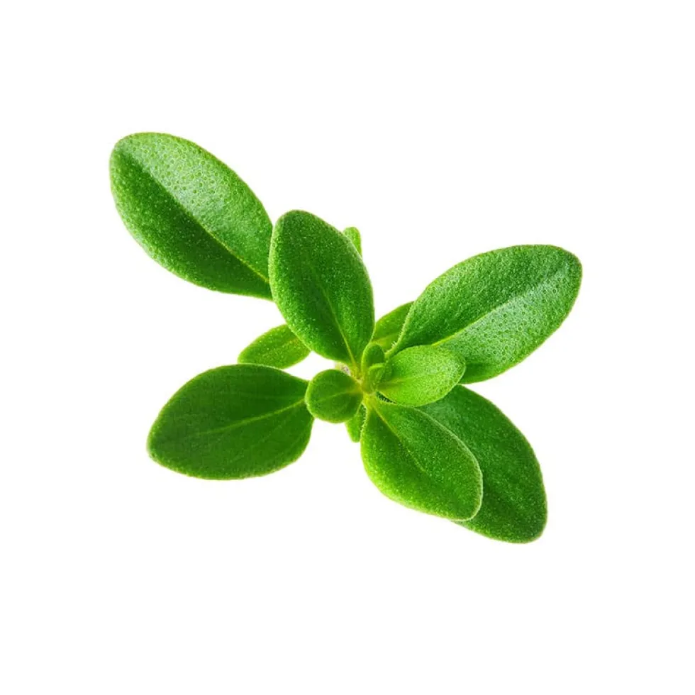 Albahaca hoja pequeña - Planta aromática