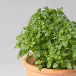 Albahaca hoja pequeña - Planta aromática