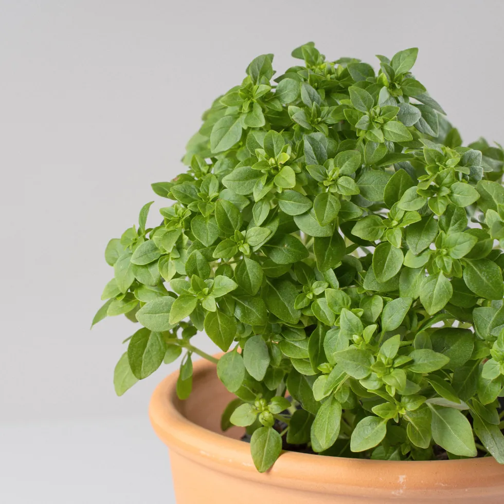 Albahaca hoja pequeña - Planta aromática