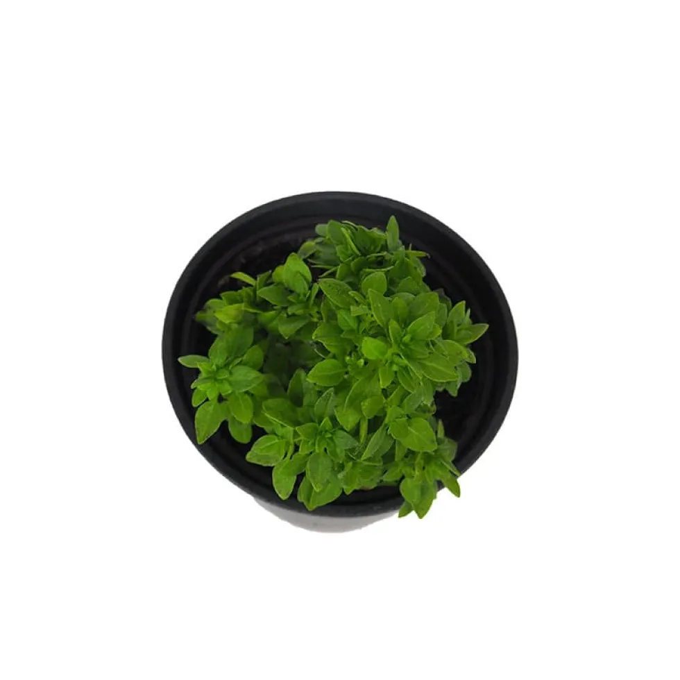 Albahaca hoja pequeña - Planta aromática
