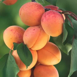 Albaricoquero 'Galta' (Prunus Armeniaca)