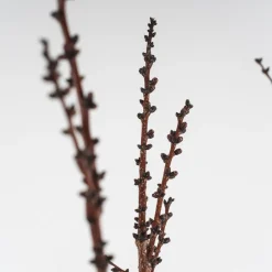 Albaricoquero 'Moniqui' (Prunus armeniaca)