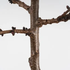 Albaricoquero 'Moniqui' (Prunus armeniaca)