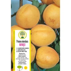 Albaricoquero 'Moniqui' (Prunus armeniaca)