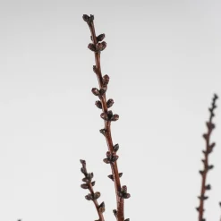 Albaricoquero 'Moniqui' (Prunus armeniaca)