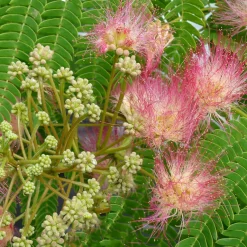 Albizia julibrissin